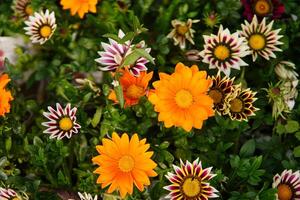 genießen ein attraktiv schön Blume Garten und Blumen foto