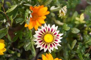 genießen ein attraktiv schön Blume Garten und Blumen foto