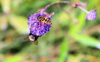 Hummel und Schmetterling sammeln Nektar auf Blau Blume foto