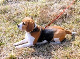 Beagle inländisch Hund, Verwendet Möbel zum Spiele und sich ausruhen foto