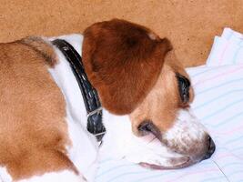 Beagle inländisch Hund, Verwendet Möbel zum Spiele und sich ausruhen foto