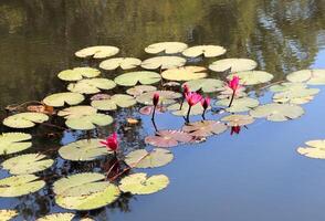 Rosa Lotusblumen wachsen im das See foto
