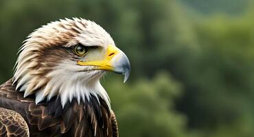 schließen oben Aussicht von ein Adler Vogel zeigen es ist Kopf und Schnabel foto