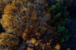 Overhead Drohne Aussicht von ein laubabwerfend Wald im Herbst beim Sonnenuntergang, golden Stunde foto