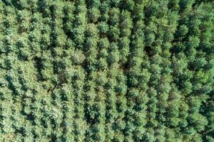 Wald und Baum Landschaft Textur abstrakt Hintergrund, Antenne oben Aussicht Wald Atmosphäre Bereich, Textur von Wald Aussicht von über, Ökosystem und gesund Ökologie Umgebung Konzepte. foto