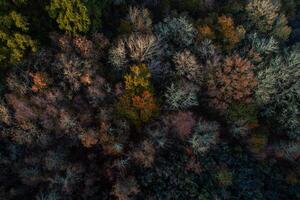 Antenne Aussicht von ein laubabwerfend Wald im fallen foto