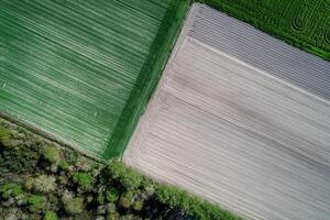 landwirtschaftlich Felder und Bäume Drohne Antenne Zenit Aussicht foto