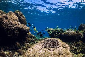 unter Wasser Szene mit Steine und tropisch Fisch. wild Leben im Blau Ozean foto