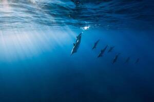 Familie von Spinner Delfine im tropisch Ozean mit Sonnenlicht. Delfine im unter Wasser foto