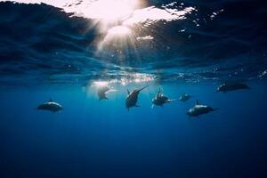 Familie von Spinner Delfine im tropisch Ozean mit Sonnenlicht. Delfine schwimmen im unter Wasser foto