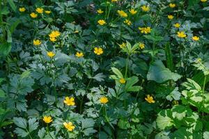 kriechend Butterblume oder Ranunkel wiederholen foto