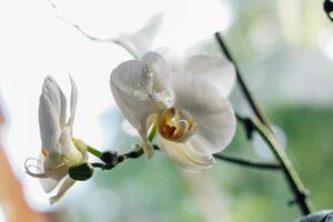 Orchideen im das Minenarbeiter im das Köpfe von das heim, Beobachter und Bewässerung foto