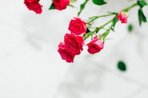 klein Rosa Busch Rosen auf ein Weiß Hintergrund mit ein Platz zum Text foto