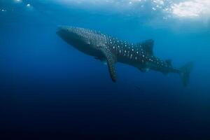 Wal Hai im Blau Ozean. Silhouette von Riese Hai Schwimmen unter Wasser foto