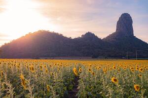 beim Sonnenuntergang, ein Sommer- Sonnenblume Wiese im löpburi, Thailand, mit ein Berg Hintergrund. foto