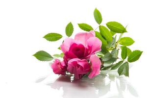schön Rosa Rose auf ein Weiß Hintergrund foto