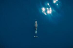 Antenne Aussicht von allein Flaschen Nase Delfin im Blau Wasser. Wasser- Tier im schwarz Meer foto