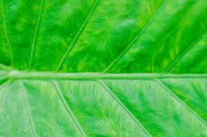 Alokasie, Alocasia Makrorhizos oder Alocasia Pflanze Blatt oder Blatt Hintergrund foto