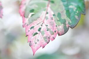 Blatt Hintergrund oder Chinesisch Rose, Hibiskus oder Hibiskus rosa-sinensis variegata Blatt foto