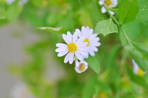 lila bellis perennis , lila Gänseblümchen oder Aster tatarikus oder tatarisch Aster oder tatarisch Gänseblümchen oder Abonnieren Aster oder Asteraceae oder Sternchen oder Aster indicus oder Abonnieren Incisa oder Blau Star foto