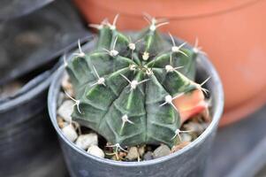 Gymnocalycium , Gymnocalycium mihanovichii oder Gymnocalycium mihanovichii bunt oder Kaktus foto