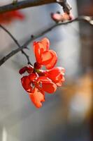 das Quitte Busch blühte mit hell rot Blumen foto