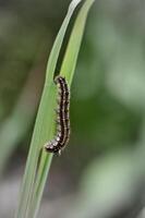 behaart Wurm nagt Grün Pflanzen foto