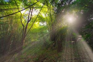 das Sonnenlicht scheint auf das weit Weg Seiten von das Bambus Bäume wie Sie Stand Seite durch Seite im Grün tropisch Wald, Thailand. foto