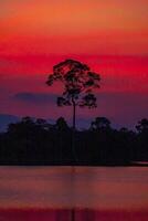 das tolle Silhouette von Bäume gebildet durch das Sonnenuntergang Sonne foto