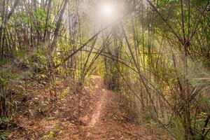 das Sonnenlicht scheint auf das weit Weg Seiten von das Bambus Bäume wie Sie Stand Seite durch Seite im Grün tropisch Wald, Thailand. foto