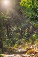 das Sonnenlicht scheint auf das weit Weg Seiten von das Bäume im Grün tropisch Wald, Thailand. foto