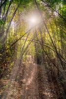 das Sonnenlicht scheint auf das weit Weg Seiten von das Bambus Bäume wie Sie Stand Seite durch Seite im Grün tropisch Wald, Thailand. foto