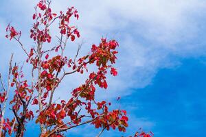 Thailands Regenwald Berg mit vibrierend farbig Blätter im Herbst. foto