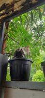 süß Katze im schwarz eingetopft Pflanze. bezaubernd Katze Hintergrund foto