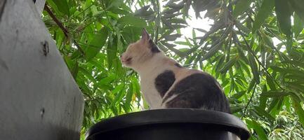 süß Katze im schwarz eingetopft Pflanze. bezaubernd Katze Hintergrund foto