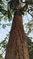 Baum Unterseite Aussicht zu das Himmel foto