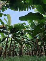 üppig Banane Plantage Hain beschwingt Grün Natur Garten Hintergrund foto