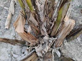 trocken oder tot Banane Baum Einschlag von Insekten foto