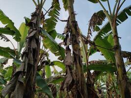 üppig Banane Plantage Hain beschwingt Grün Natur Garten Hintergrund foto