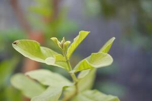 schließen oben von frisch Grün Blätter von Guave Baum im das Garten foto