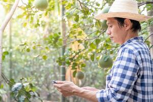 organisch Landwirtschaft, Obst Bauernhof. Bauern überprüfen Qualität Aufzeichnung auf Anwendung auf Tablette. Pampelmuse wachsen natürlich, ökologisch biologisch, gesund, Technologie, nicht giftig, Ernte, wissenschaftlich , akademisch foto