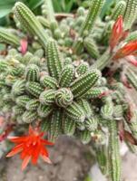 Chamaecereus silvestrii ist ein Spezies von Kaktus von nordwestlich Argentinien und Bolivien. es hat gewesen namens das Erdnuss Kaktus. foto