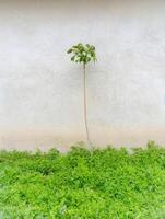 ein Palme Baum steht im Vorderseite von ein Weiß Mauer. foto