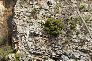 ein Nahansicht von ein Grundgestein Formation mit braun Holz Stämme und terrestrisch Pflanzen wachsend wie Bodendecker, Erstellen ein Muster von Gras auf das Felsen. Textur. Hintergrund. foto