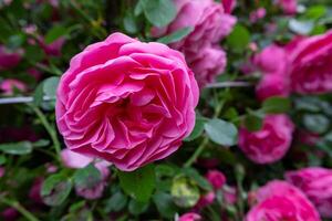 Nahansicht von ein beschwingt Rosa Rose im voll blühen umgeben durch üppig Grün Blätter und andere Blühen Rosen im das Hintergrund. foto