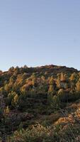 Frühling Herbst Wald foto