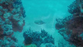 ein Fisch ist Schwimmen im das Wasser in der Nähe von etwas Korallen foto