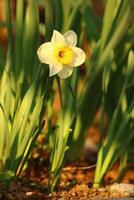 Narzisse ist ein Gattung von überwiegend Frühling blühen mehrjährig Pflanzen von das Amaryllis Familie, Amaryllisgewächse. foto