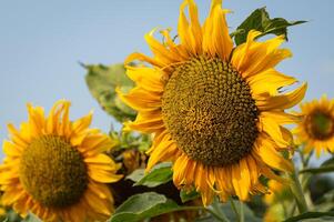 ein Gruppe von Sonnenblumen im ein Feld foto