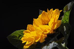ein Single Sonnenblume ist gezeigt gegen ein schwarz Hintergrund foto